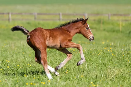 Bigger view of Paarden en ezels
