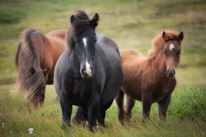 Bigger view of Paarden en ezels