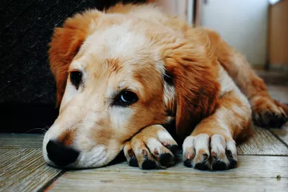 Bigger view of Honden en katten