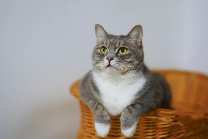 Bigger view of Honden en katten