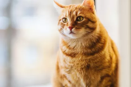Bigger view of Honden en katten