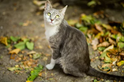 Bigger view of Honden en katten