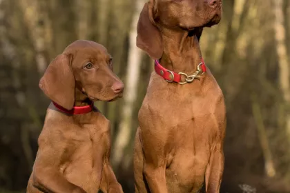 Bigger view of Honden en katten