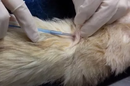 Bigger view of Chemische castratie bij de hond