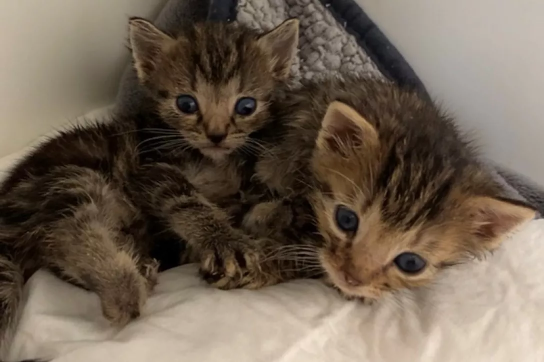 Bigger view of Kittens Kitty en Katty