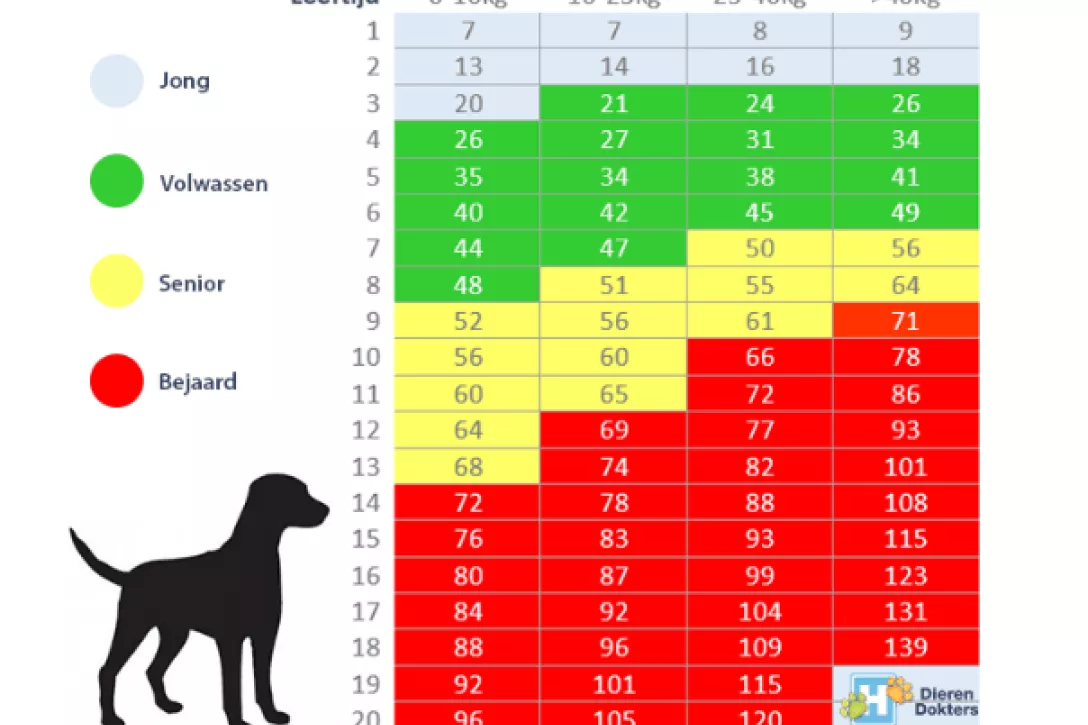 Bigger view of Senior hond: check-up