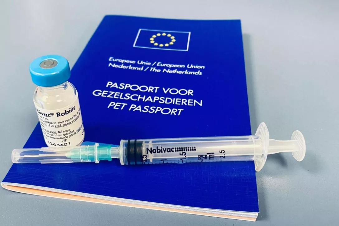 Bigger view of Vaccinatie rabiës